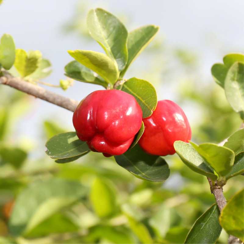 L'ACEROLA SUCRE DE COCO BIO* (pilulier 60 comprimés)