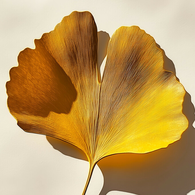 Dernier survivant d'une lignée vieille de 270 millions d'années, le Ginkgo Biloba, aussi appelé "arbre aux quarante écus" ou "abricotier d'argent", est un véritable fossile vivant. Originaire de Chine, cet arbre majestueux est cultivé depuis des millénaires pour ses puissantes vertus. 🌿✨Les bienfaits de ses feuilles sont aujourd'hui reconnus et validés par des organismes comme l'OMS et l'ESCOP. En France, il est officiellement inscrit dans la Pharmacopée française.Chez Fitoform, nous avons associé les propriétés du Ginkgo Biloba à celles du #ginseng dans notre gamme X-GINSENG, pour une solution naturelle qui booste à la fois votre #énergie et votre #concentration. 💪👉 Pour en savoir plus sur X-GINSENG : lien dans la bio 🤗•••#Automne #Energie #Memoire #Vitalité #Immunité #BienÊtre #Fitoform #complementalimentaire #complementsalimentaires #biologique #sante #beaute #santenaturelle #bienetreaunaturel #organisme #madeinFrance